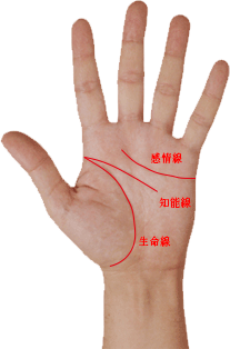 手相 生命線、知能線、感情線